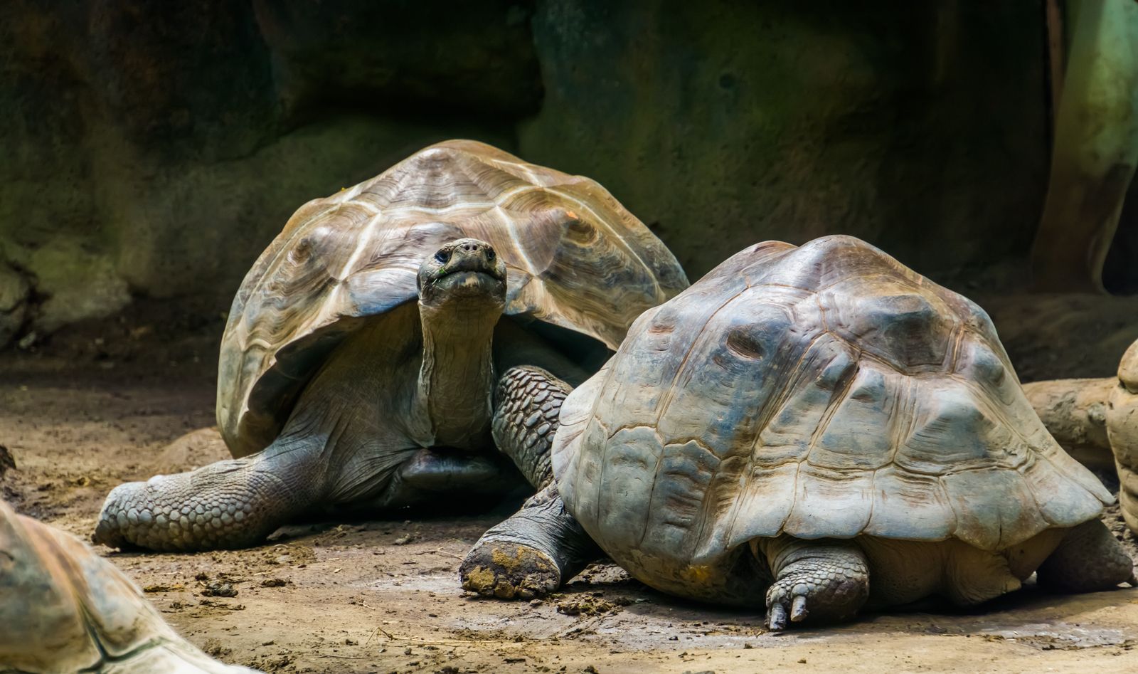 De qué forma respiran las tortugas de tierra