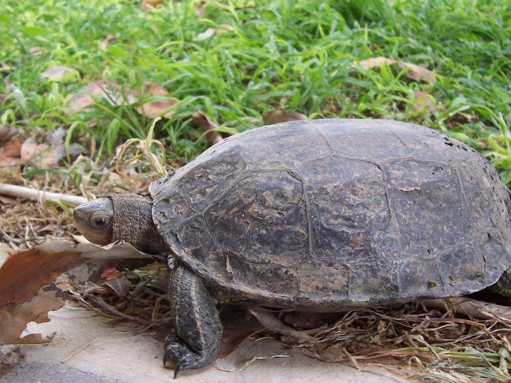 Está en peligro de extinción la tortuga del Caspio