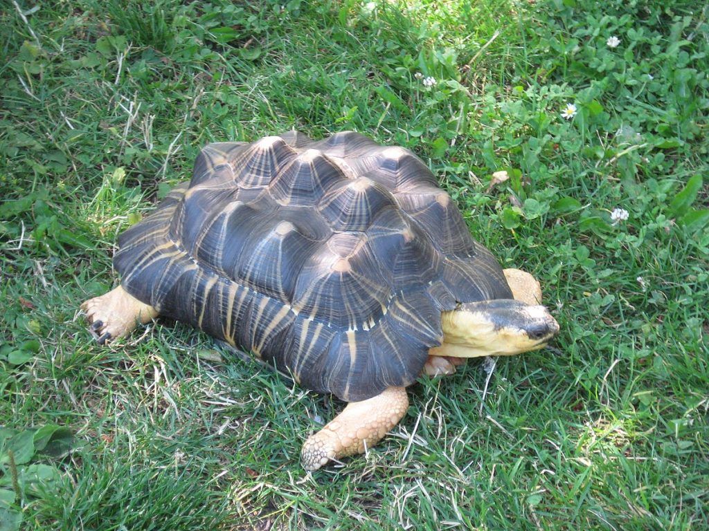 Está en peligro de extinción la tortuga estrellada de Madagascar