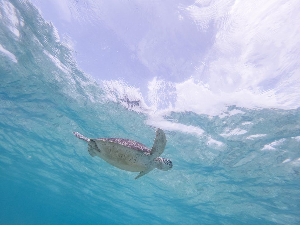Pueden las tortugas respirar por el ano