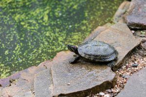 ¿Qué Comen las Tortugas de Río? [Guía Completa]