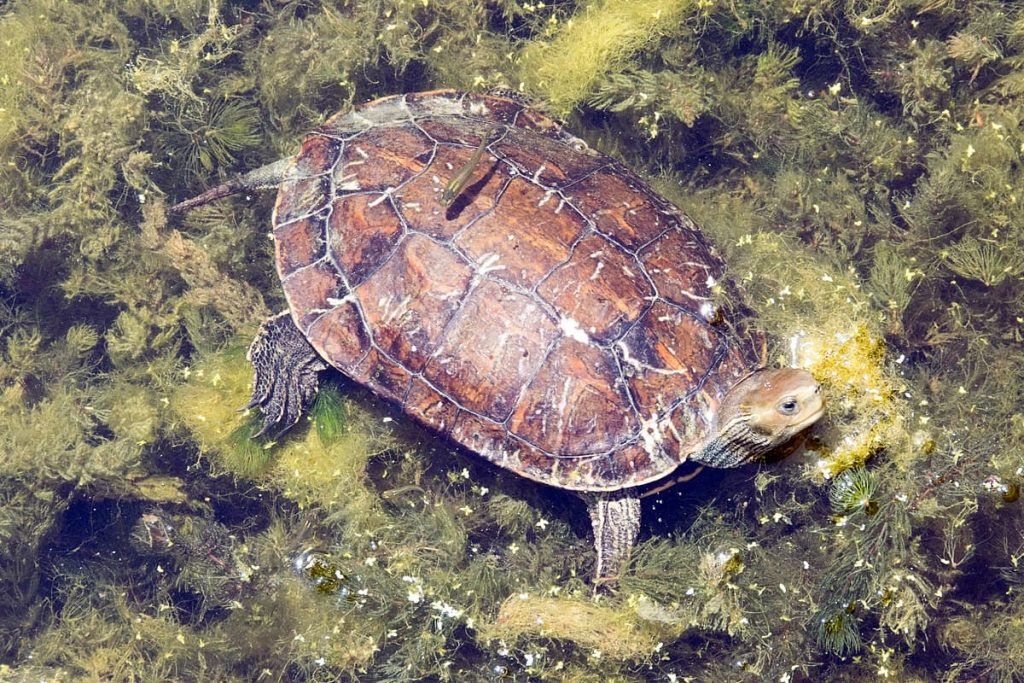 Qué características tiene la tortuga del Caspio