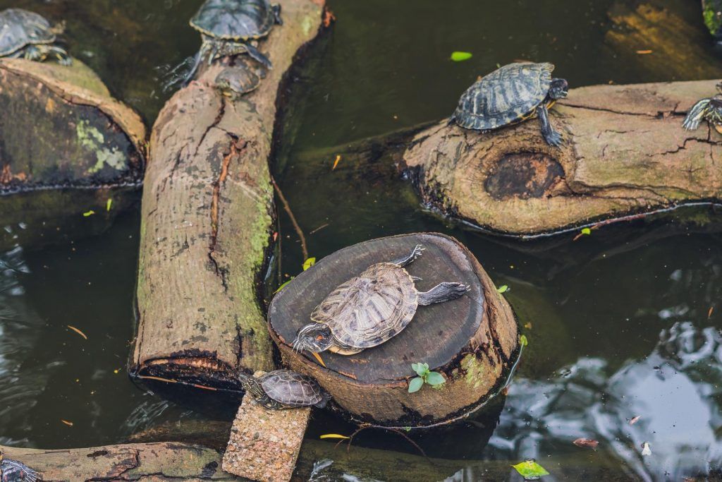 Qué vegetales comen las tortugas de río