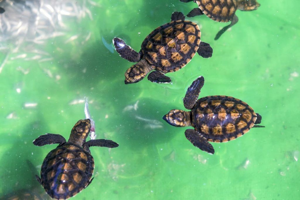 Cómo criar una tortuga de agua recién nacida