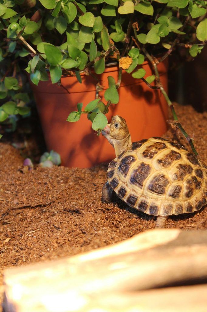 Cómo se cuida a una tortuga de tierra bebé -