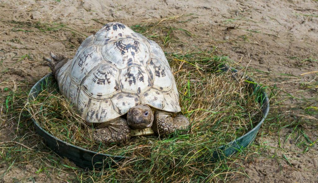 Cuáles son las causas de los problemas en el caparazón de las tortugas