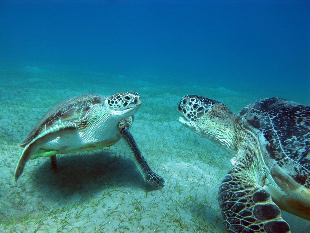 De qué están hechas las papilas de las tortugas marinas