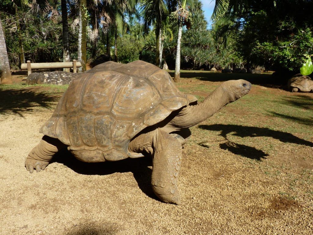 Las tortugas en la cultura vietnamita