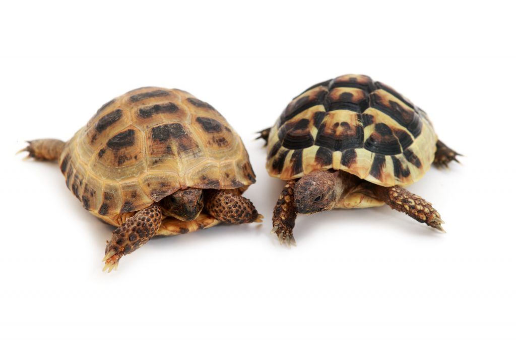Las tortugas son lentas porque su metabolismo es muy lento