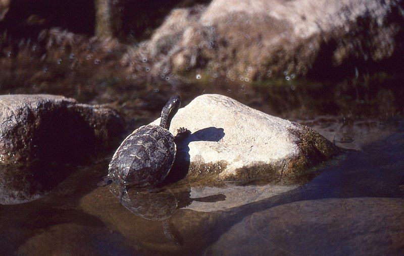 Qué características tiene la tortuga galápago leproso