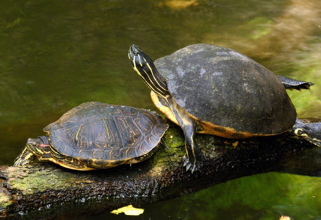 Qué síntomas presentan las tortugas que tienen hongos