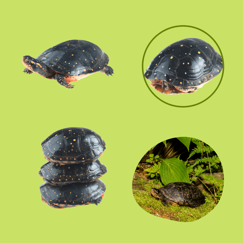 Tipos de tortugas tortuga moteada