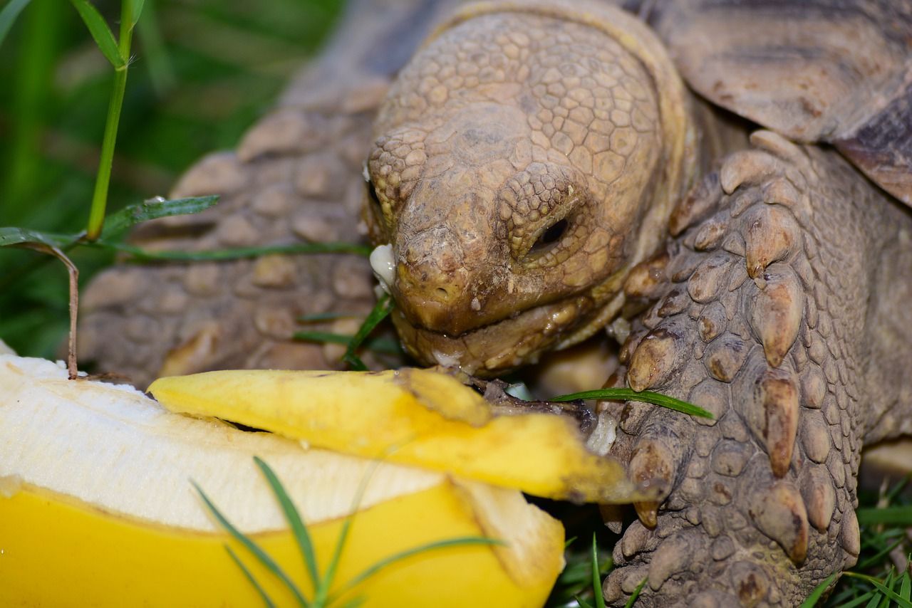 las tortugas comen a diario