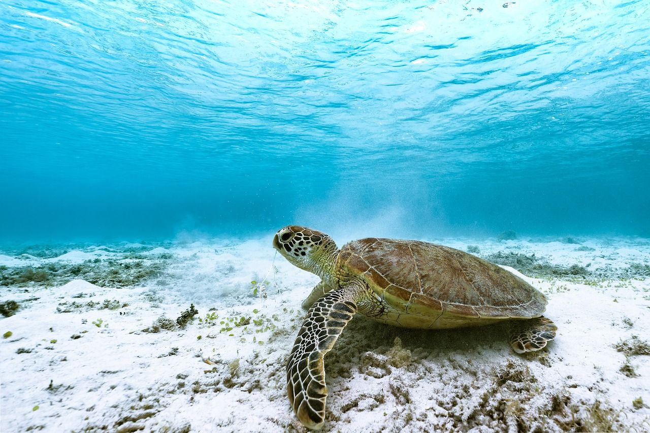 las tortugas comen dentro o fuera del agua