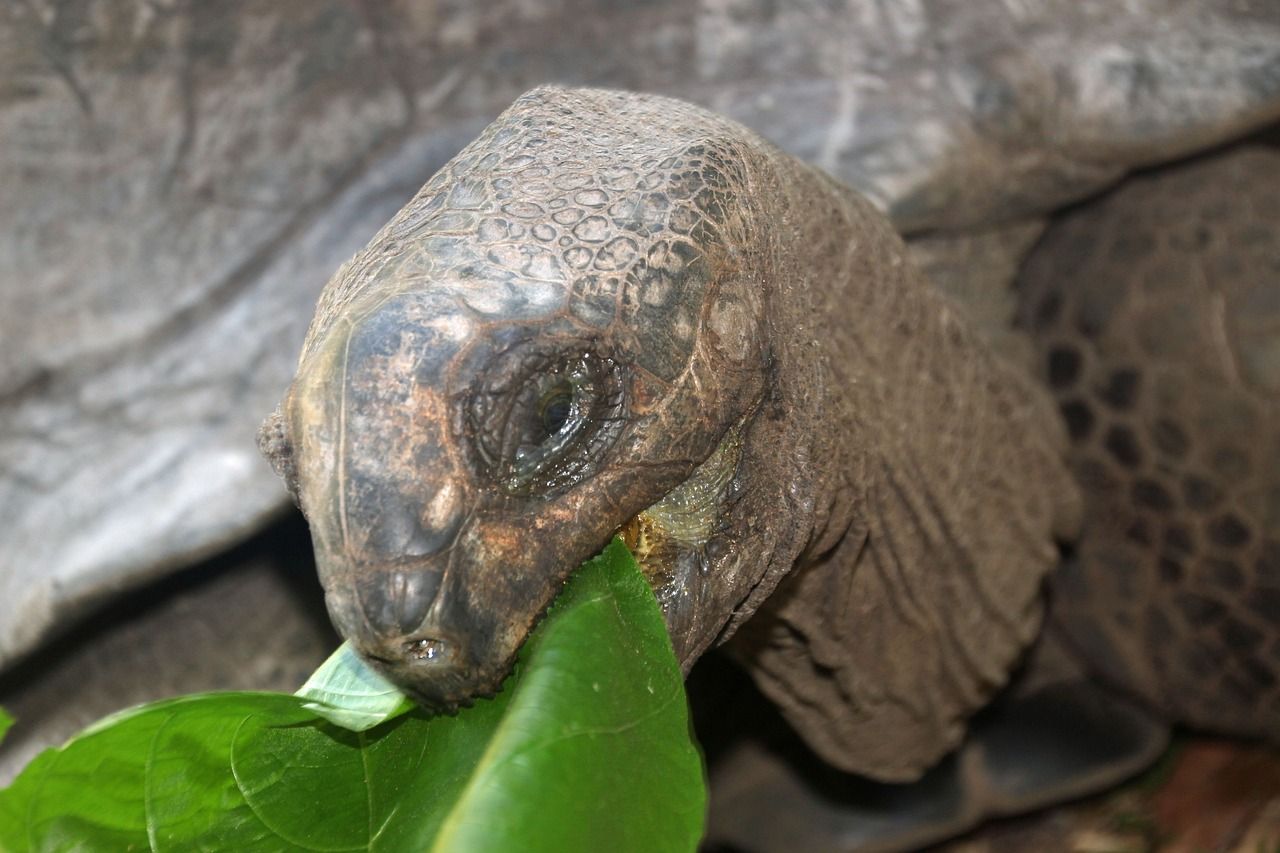 las tortugas pueden comer espinacas