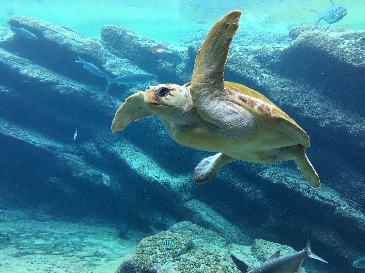 tortugas marinas y turismo