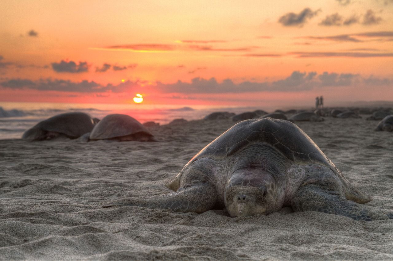 ¿De qué manera el tráfico turístico en las playas afecta la tasa de éxito de los nidos de tortuga?