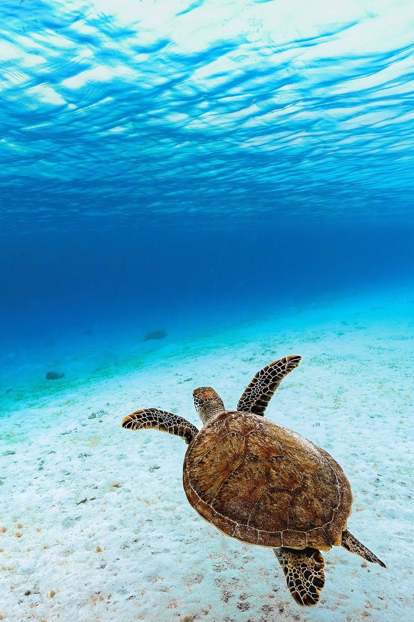 ¡Las tortugas y su increíble papel en el ecosistema: más que solo caparazones y patitas lentas!